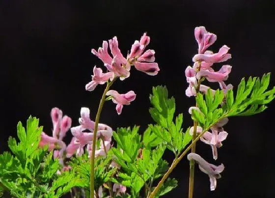 植物百科|地丁草又叫什么名字