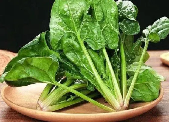 食用技巧|菠菜怎么洗才干净