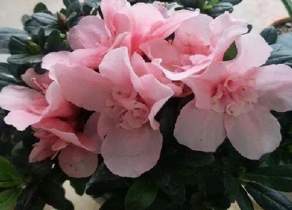 养殖科普|杜鹃花怕晒吗 怕阳光晒吗