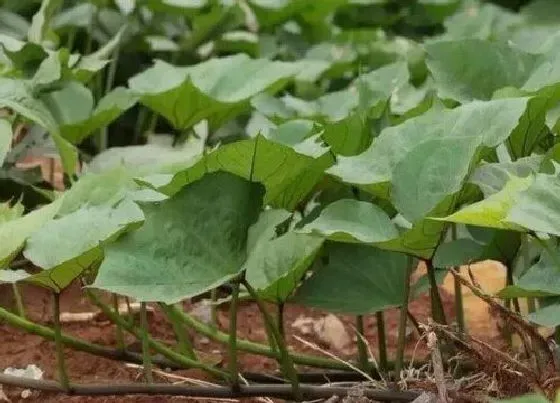 种植方法|红薯叶种植时间和方法