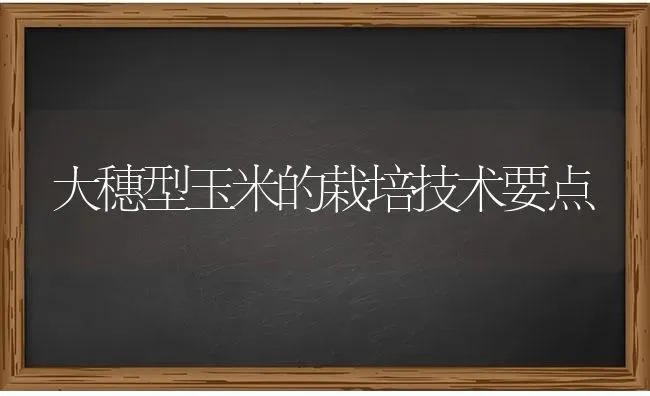 大穗型玉米的栽培技术要点 | 粮油作物种植