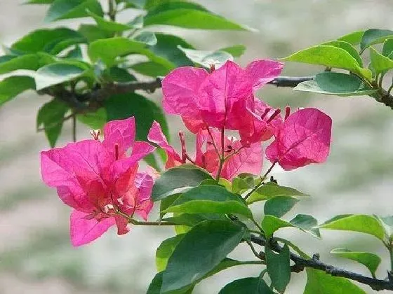 植物嫁接|三角梅嫁接时间和方法