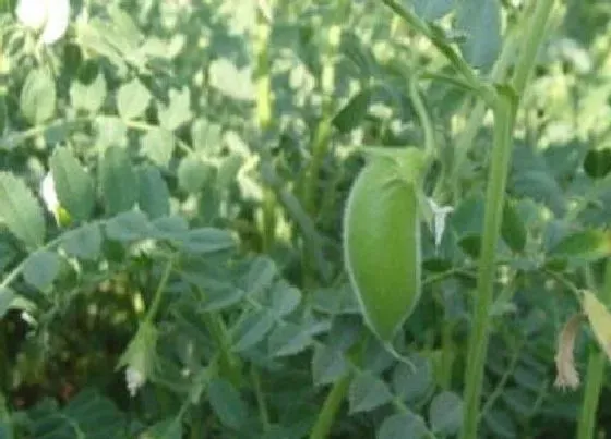 种植方法|鹰嘴豆种植时间和方法