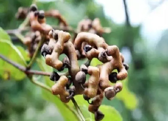 植物产地|拐枣是哪里的特产
