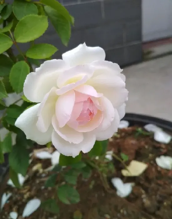 植物百科|斯蒂芬妮古城堡月季优缺点（灌木男爵夫人开花表现）