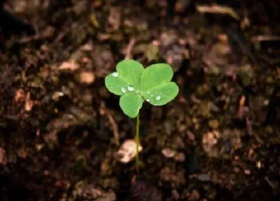 植物百科|四叶草有种子吗