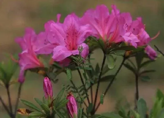 花期|毛鹃一年开几次花