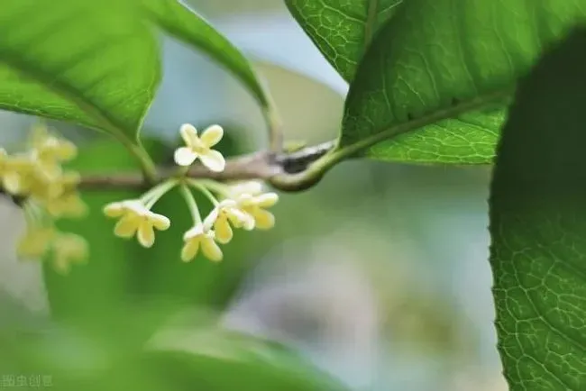 植物繁殖|桂花树的繁殖方法和注意事项，桂花怎样扦插繁殖快成活高）