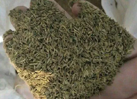 种植管理|蒲公英种子直接种可以吗