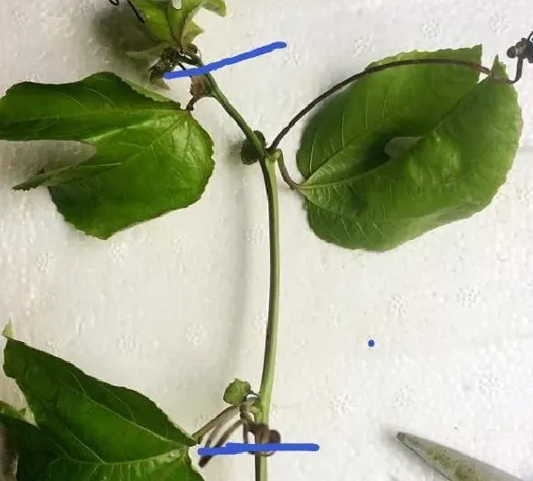 植物扦插|扦插百香果的快速生根方法（只需四步简单完成扦插成活高）