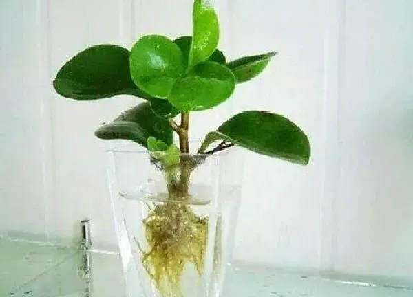 植物浇水|小家碧玉多久浇一次水