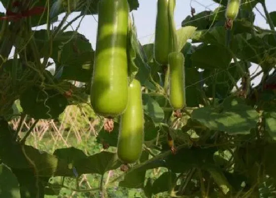 植物百科|瓠子是什么季节的菜