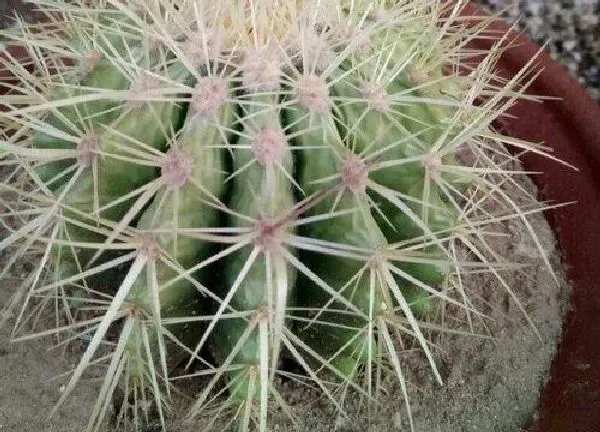 植物浇水|金虎仙人球怎么浇水方法