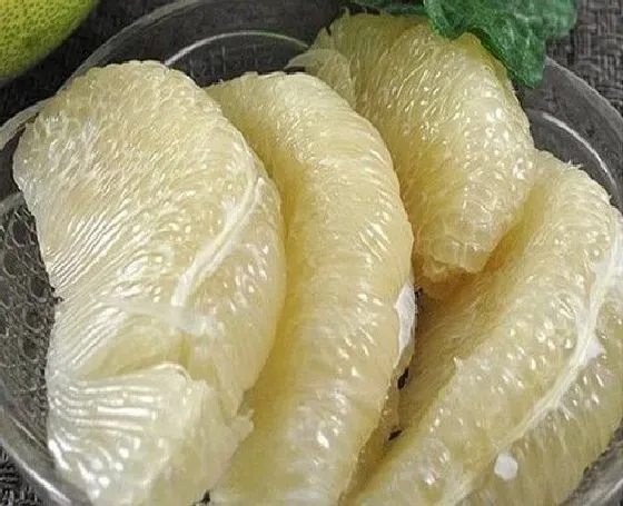 食用常识|柚子是凉性还是热性 会上火吗