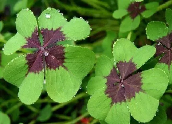 植物播种|幸运草什么时候播种好