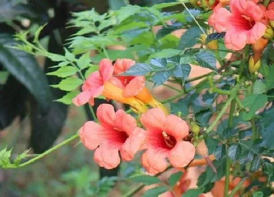 开花时间|凌霄花一年开几次花 花期多久时间