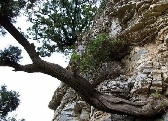 植物百科|崖柏木生长在什么地方 分布在哪里