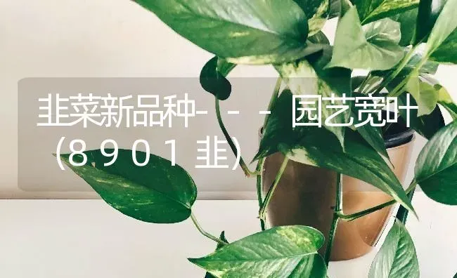 韭菜新品种---园艺宽叶（8901韭） | 蔬菜种植