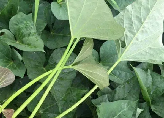种植方法|红薯叶种植时间和方法