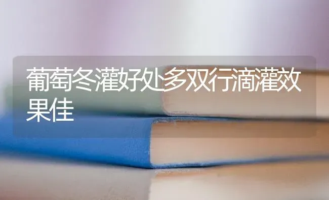 葡萄冬灌好处多双行滴灌效果佳 | 瓜果种植