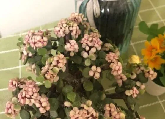 冬天植物|金枝玉叶耐寒吗