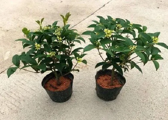 植物施肥|桂花树施什么肥合适