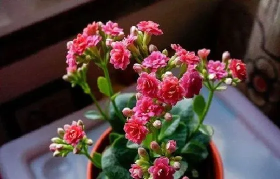 室内摆放|长寿花适合在室内养吗