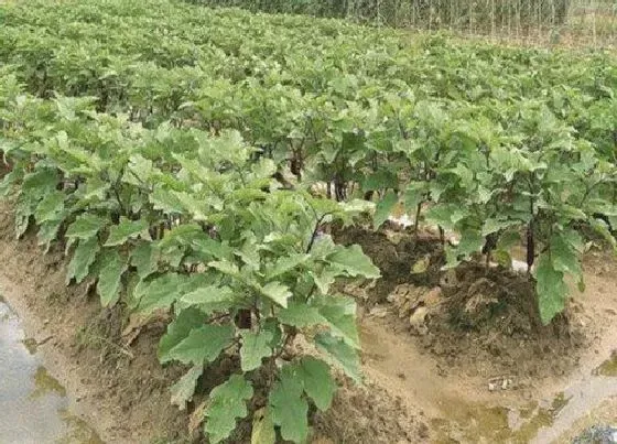 种植管理|茄子打顶时间及方法步骤