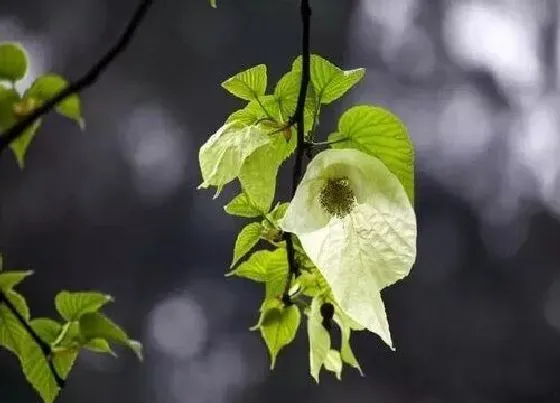 植物百科|珙桐生长在什么地方