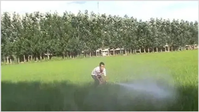 雨季如何使用农药 | 种植技术