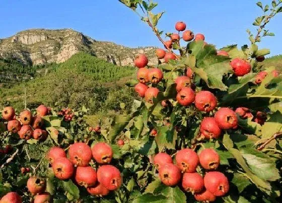 种植管理|山楂树几年结果实