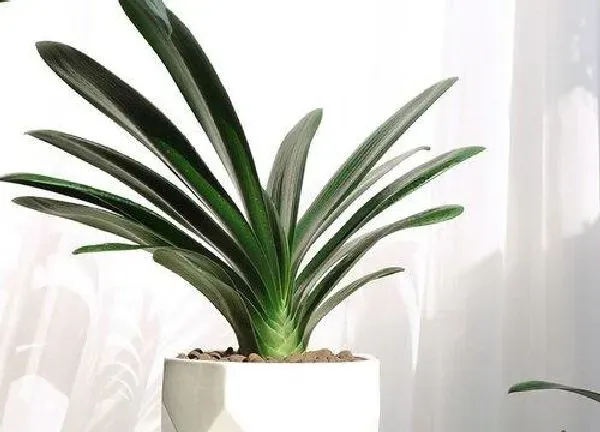 养殖科普|君子兰怕晒吗 怕阳光晒吗