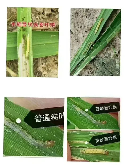 植物虫害|水稻稻纵卷叶螟成虫怎么防治（卷叶螟什么时期防治用药好）