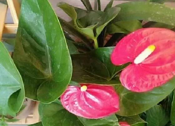 花语|什么花的花语是执着