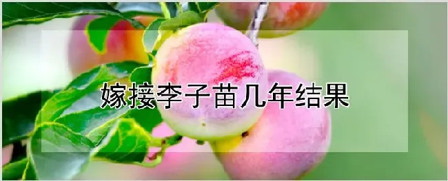 嫁接李子苗几年结果 | 农业科普