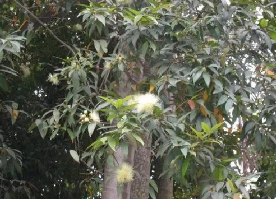 植物百科|乌墨树值钱吗 市场价格