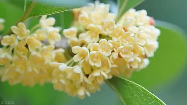 植物繁殖|桂花树的繁殖方法和注意事项，桂花怎样扦插繁殖快成活高）