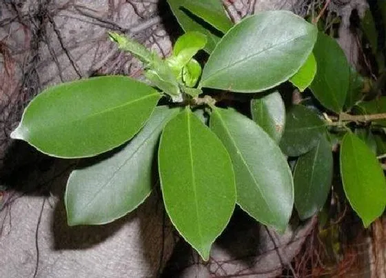 植物排行|大叶植物有哪些