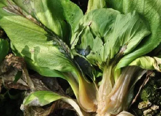 植物虫害|小白菜病虫害防治方法与技术措施