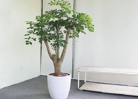 种植位置|平安树可以种在院子里吗