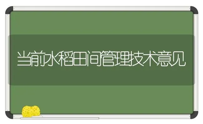 当前水稻田间管理技术意见 | 粮油作物种植