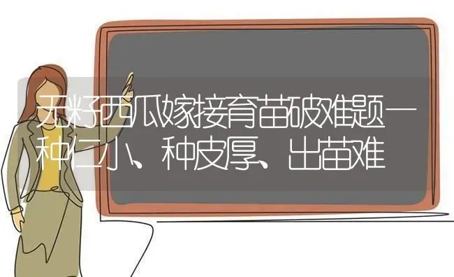 无籽西瓜嫁接育苗破难题—种仁小、种皮厚、出苗难 | 瓜果种植