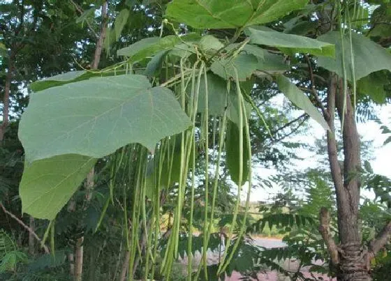 植物种类|梧桐树和梓树是一种树吗