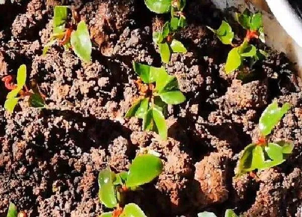植物扦插|水梅花几月份扦插最好
