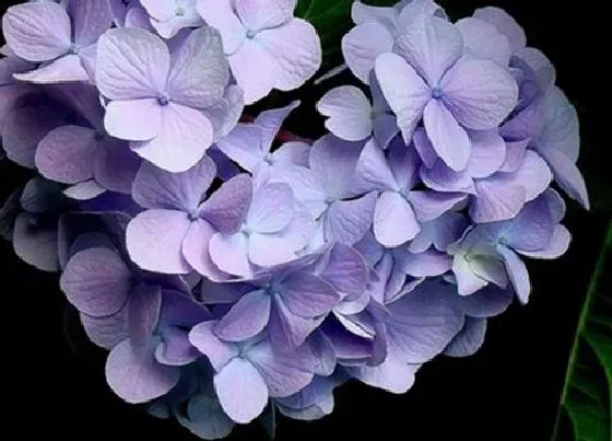 植物百科|多年生盆栽花卉有哪些