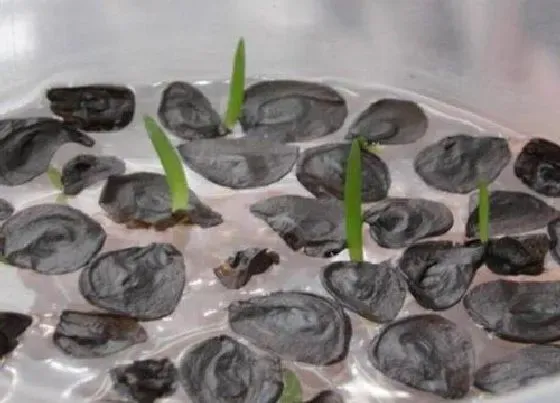 植物播种|朱顶红怎么留种子
