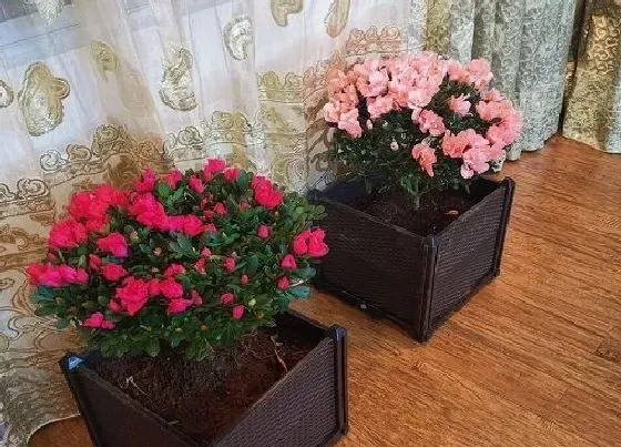 花期|西洋杜鹃花期是什么时候