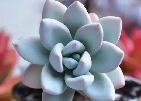 养殖方法|春天多肉植物怎么养才养得又大又肥（养多肉需要注意什么）