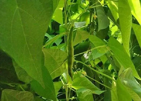 养殖科普|扁豆喜阴还是喜阳光的植物