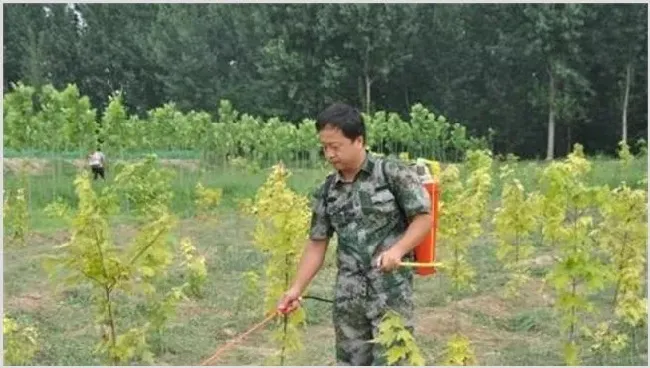 雨季如何使用农药 | 种植技术